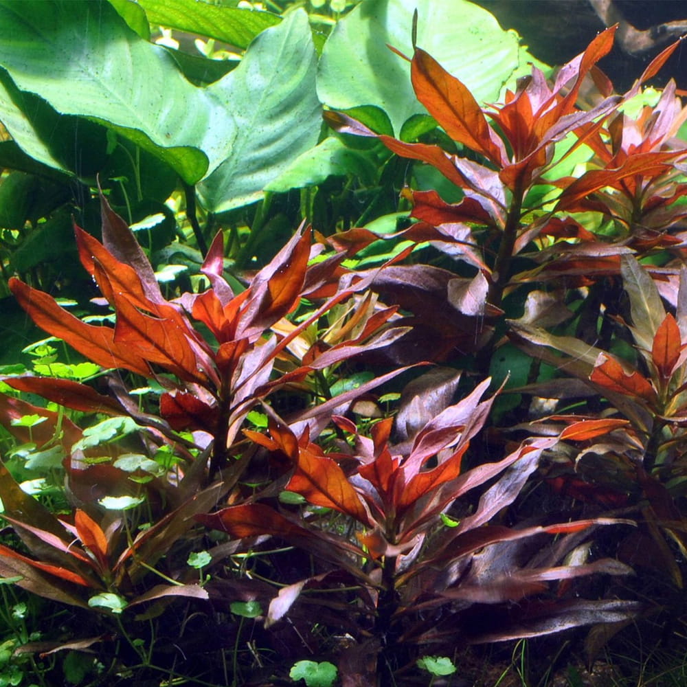 Ludwigia glandulosa kubek invitro 5cm czerwona roślina na tylny plan